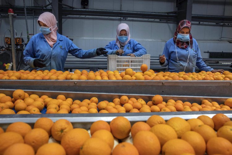 13.2 % تراجعًا متوقعًا في الصادرات لتسجل 1.45 مليون طن