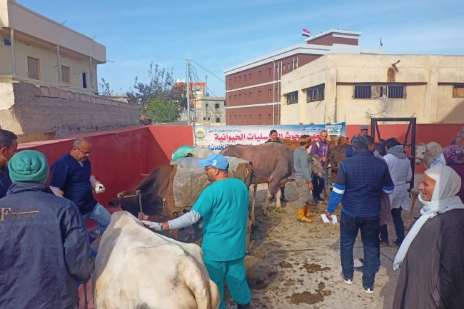 علاج وفحص 3787 رأس ماشية مجانا لصغار المربين في  البحيرة