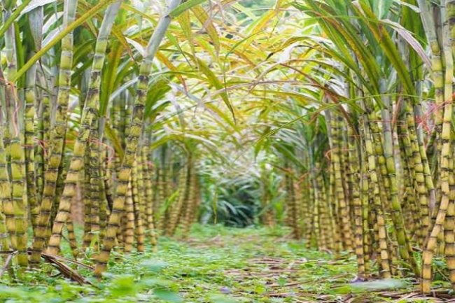 «القصير» يبحث النهوض بمحصول قصب السكر