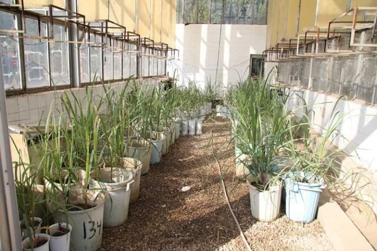 «القصير » يتفقد تجربة زراعة القصب بالشتل في مركز البحوث