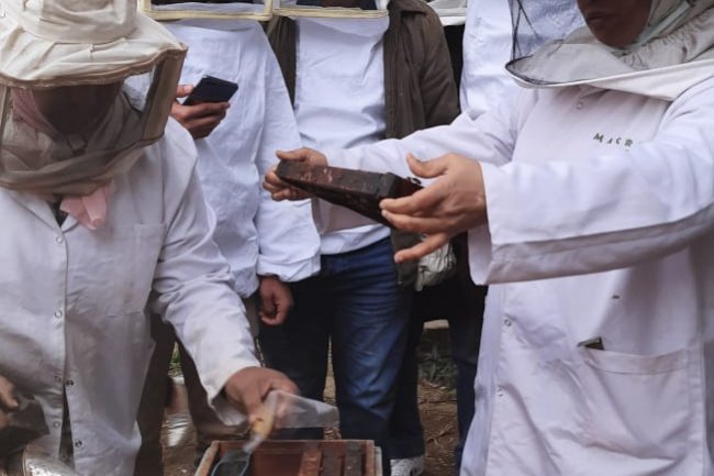 وقاية النباتات ينفذ دورة تدريبية عملية عن تربية نحل العسل للمبتدئين 