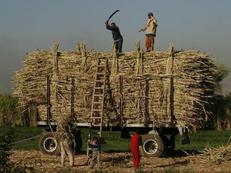 "التموين": توريد 2.789 مليون طن قصب سكر حتى الآن