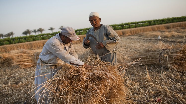 الحكومة تنفى تعقيد إجراءات توريد محصول القمح من المزارعين 