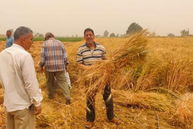 وزير الزراعة يتابع حصاد القمح ويوجه بتذليل كافة العقبات وتشجيع المزارعين على التوريد