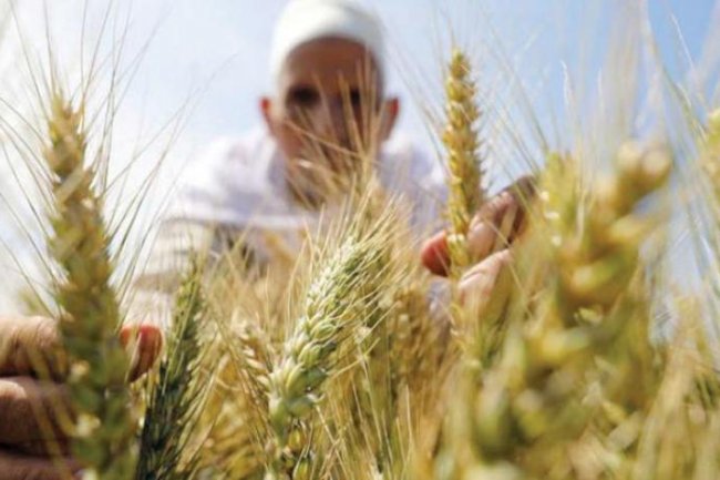 الزراعة: توقعات بوصول حجم إنتاج محصول القمح إلى 10 ملايين طن