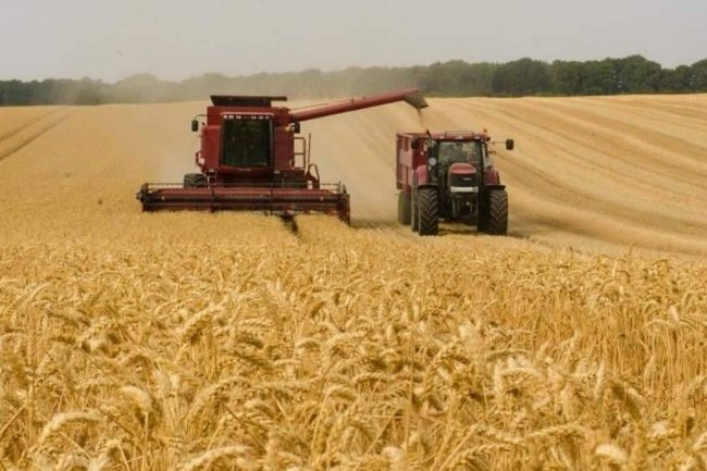 تيسيرات جديدة للمزارعين لتوريد القمح ..تعرف عليها 