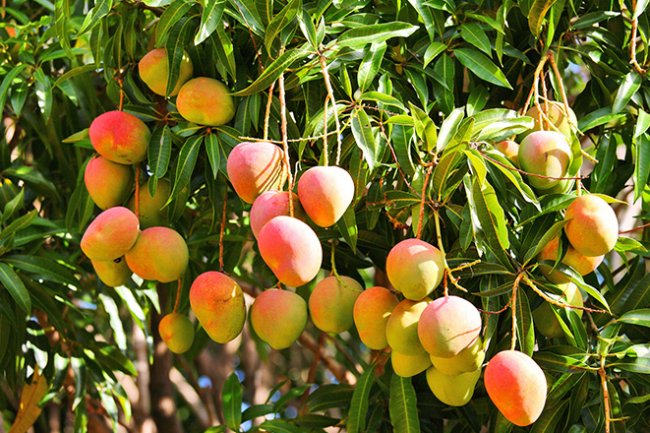 بشرة خير..موسم واعد لـ" المانجو".. وتوقعات بتراجع أسعارها محليًا