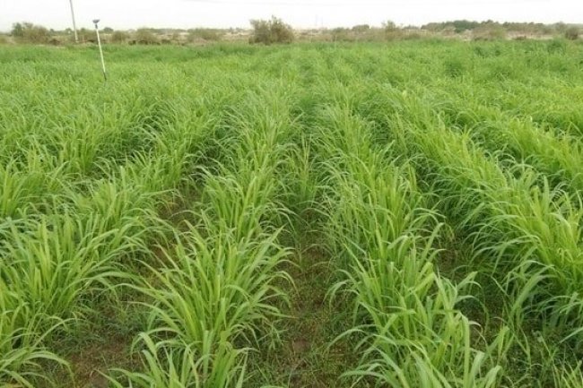 تعرف على مزايا « البونيكام» البديل الاقتصادى لأعلاف الحيوانات