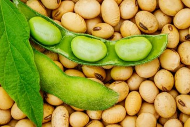 بالأرقام.. تراجع أسعار عقود الذرة وفول الصويا  