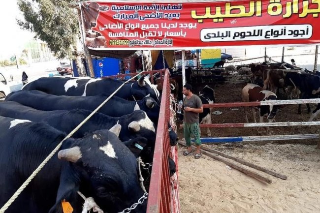شعبة القصابين  :الأسواق تعاني من ركود حاد .. وأسعار العجول تبدأ من 30 ألف جنيه