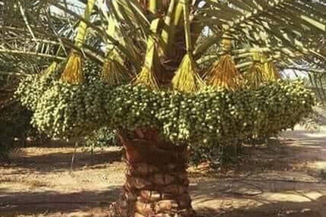 مركز البحوث يكشف عن أصناف من النخيل تصل إنتاجيتها إلى 400 كيلو