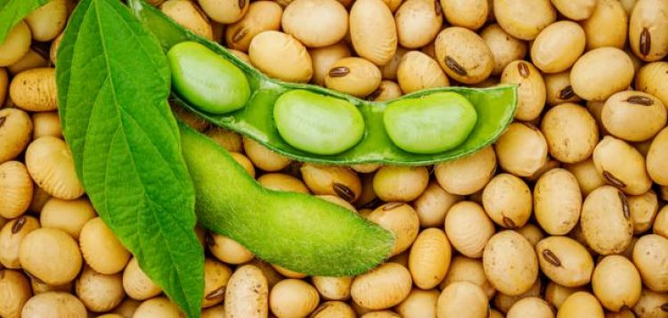بالأرقام.. تراجع أسعار عقود الذرة وفول الصويا  