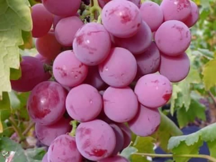 الحجر الزراعي ينجح في فتح سوق للعنب بـ نيوزيلندا 