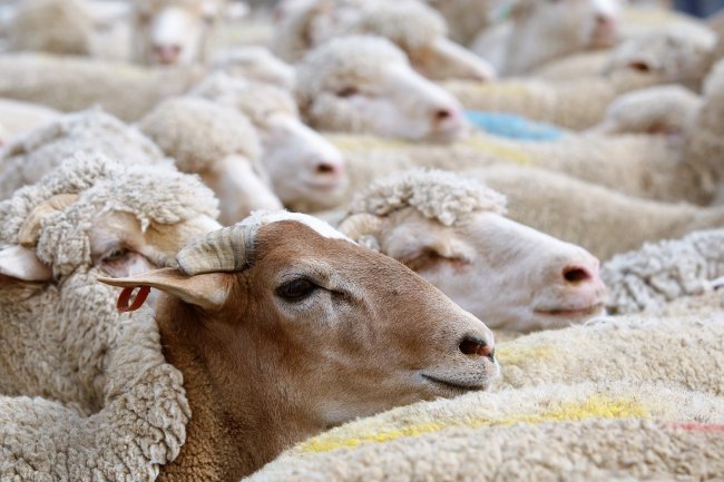 "الزراعة" ترفع حالة الطوارئ استعدادًا لعيد الأضحي 