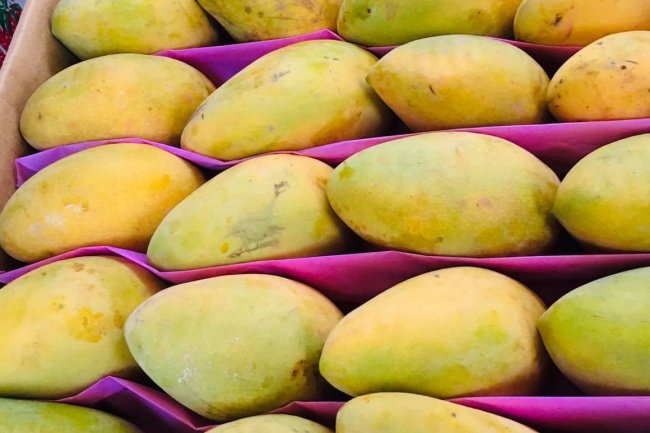 أستاذ غدد صماء يحذر من تناول المانجو بسبب سكر الفركتوز