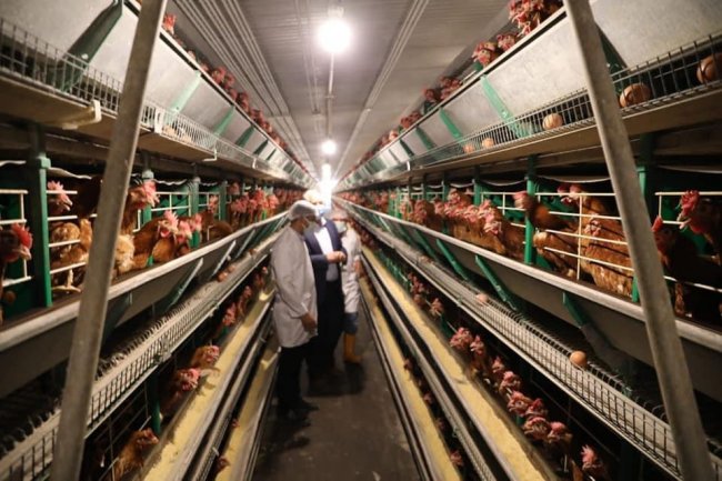 وزير الزراعة يتفقد مشروع إنتاج الدجاج البياض بالعامرية 