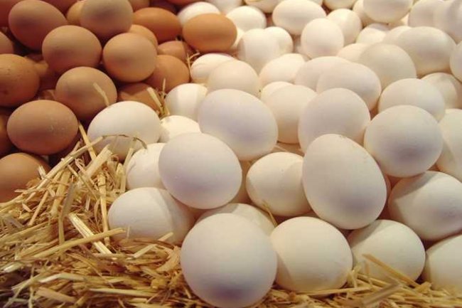  وزارة الزراعة تطرح كميات من بيض المائدة بسعر ٦٢ جنيه للكرتونة  
