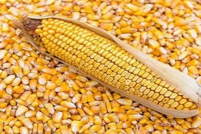 بورصة السلع .. 400 جنيه ارتفاعا فى أسعار الذرة بجميع أنواعها