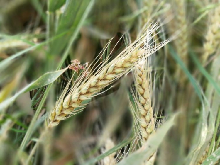 وزير الزراعة: مصر الأولى عالميا في انتاج القمح