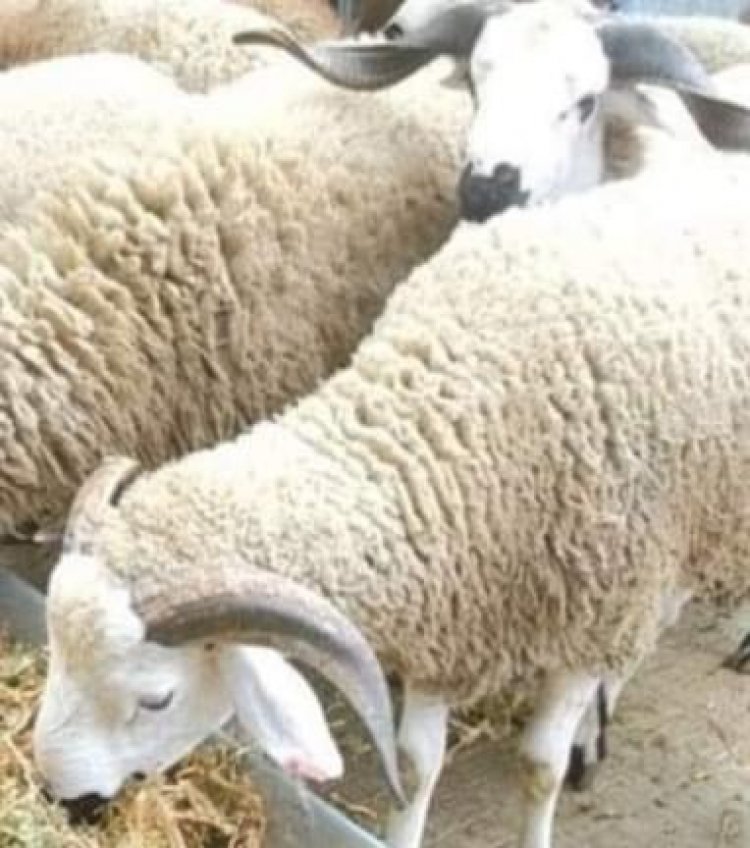 فتح جميع المجازر بالقاهرة وتقديم الخدمة مجانا خلال عيد الأضحى