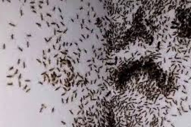 بالفيديو ..طريقة طرد النمل من المنزل بشكل نهائي