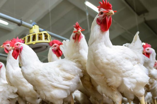  بورصة الدواجن .. ارتفاع سعر كيلو الدواجن البيضاء لـ35 جنيهًا والبلدي لـ54 جنيهًا 