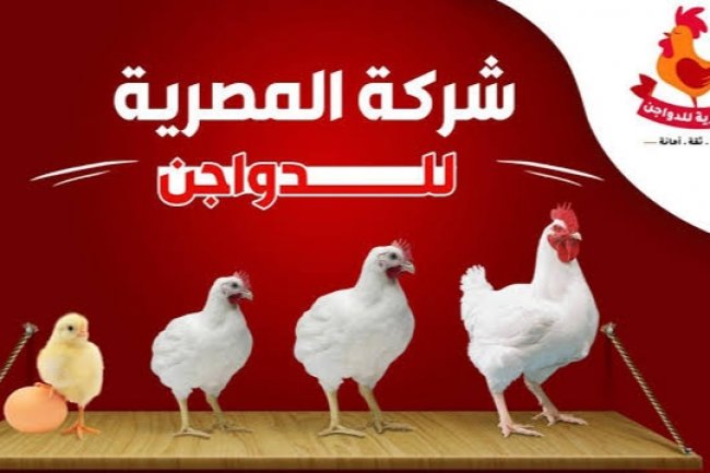 12 % ارتفاعاً بخسائر المصرية للدواجن خلال النصف الأول