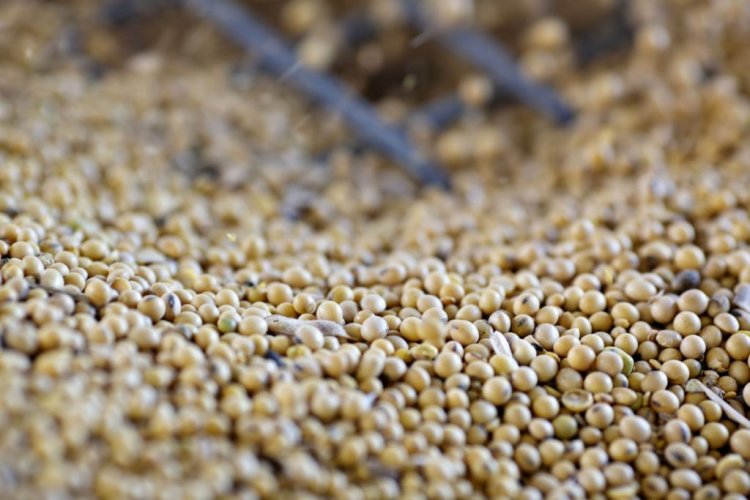 تراجع عقود بذرة الصويا الآجلة لشهر أغسطس بقيمة 13.5 سنت للبوشل