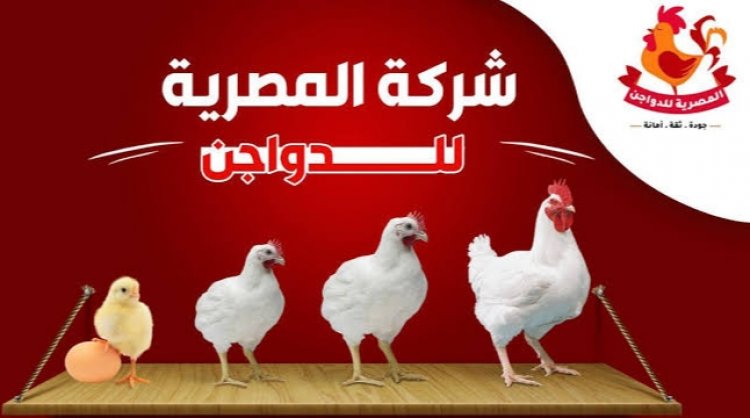 12 % ارتفاعاً بخسائر المصرية للدواجن خلال النصف الأول