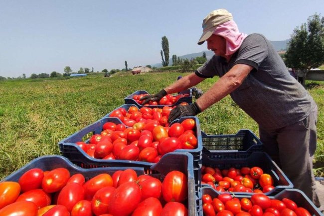    نقيب الفلاحين يحذر من ارتفاع أسعار الطماطم خلال الأيام المقبلة