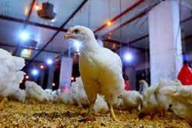 اتحاد منتجي الدواجن يشيد بتدخل الحكومة للإفراج عن الذرة والصويا