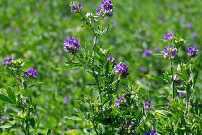 وزارة الزراعة : 200 مليون دولارصادرات مصر من النباتات الطبية والعطرية سنويا