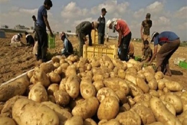 مجلس الشيوخ يوصي بتعديل مسمى البطاطس لحل أزمة استيراد التقاوى