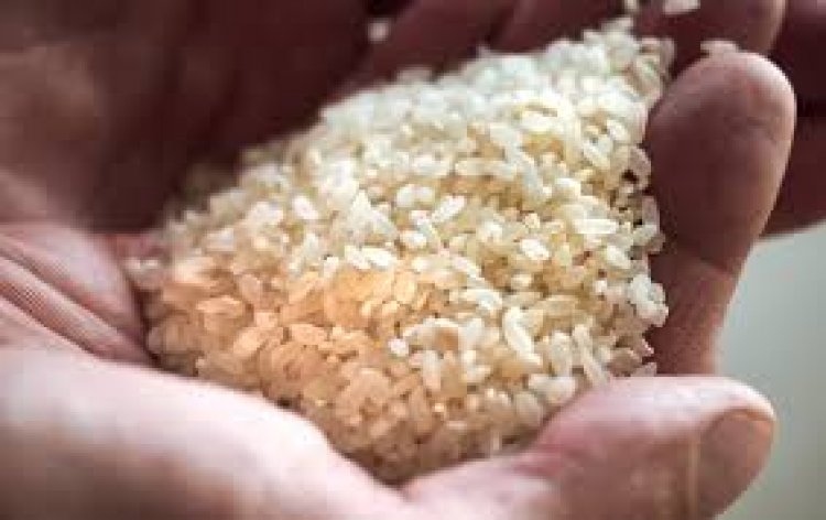 أسعار الأرز الفيتنامي «كسر 5%» تستقر عند 430 دولارًا للطن