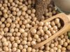 طن بذرة الصويا المستوردة يقفز إلى 33000 جنيه  