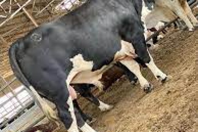  خلال 2023 .. طرح حصة من أسهم «الوطنية الكويتية للتطوير الزراعي والإنتاج الحيواني» في البورصة 