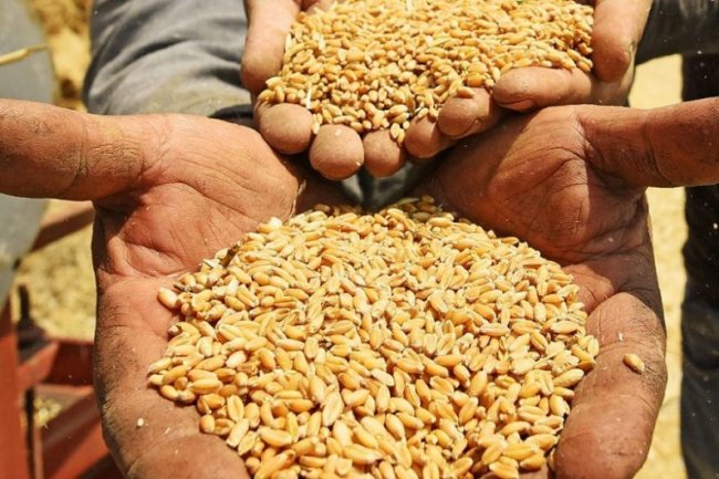 الهيئة العامة للسلع التموينية تعلن عن مناقصة لشراء أقماح