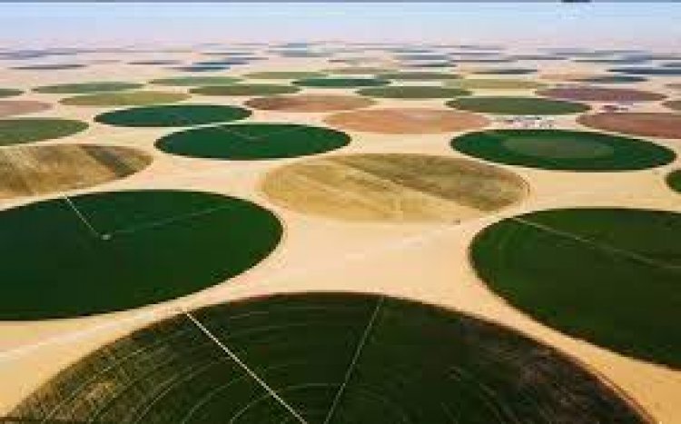 بتوجيهات رئاسية .. إضافة مساحات جديدة للرقعة الزراعية المستصلحة في توشكى