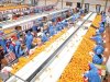 الحجر الزراعي : 15% زيادة فى الصادرات الزراعية المصرية خلال 2022
