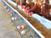 200 جنيه تراجعا فى أسعار الأعلاف و«بادي تسمين سوبر 23%» يسجل 21.100 جنيه للطن