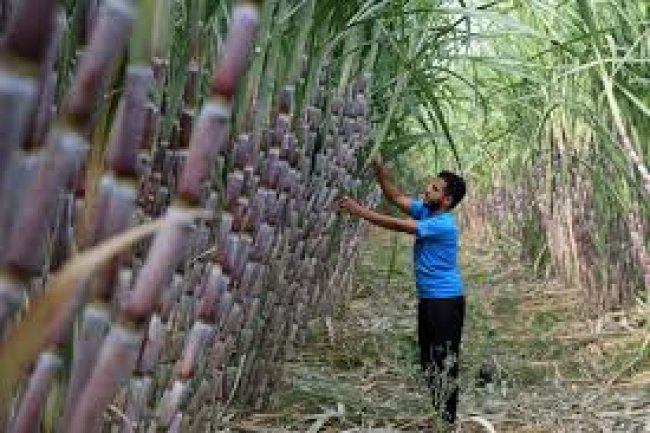 الزراعة : زيادة فى متوسط إنتاج فدان قصب السكر عن العام الماضى