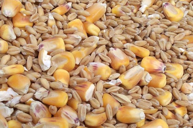 أبرزها القمح والذرة .. غرفة صناعة الحبوب تعد بانخفاض تدريجي لأسعار السلع