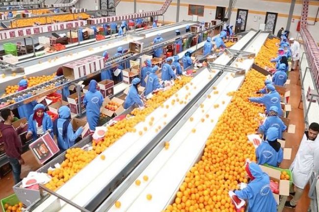 الحجر الزراعي : 15% زيادة فى الصادرات الزراعية المصرية خلال 2022