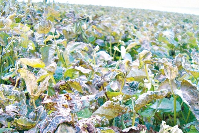 لتفادي التقلبات الجوية..  توصيات هامة من وزارة الزراعة للمزارعين