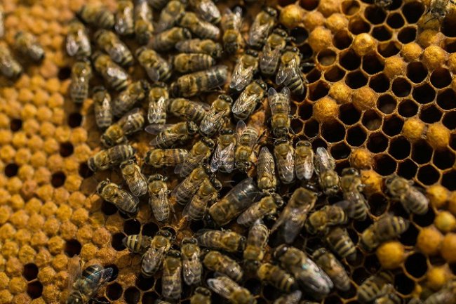 فتحى بحيرى: مصر  تمتلك 2 مليون خلية نحل تنتج   20 ألف طن عسل سنويا