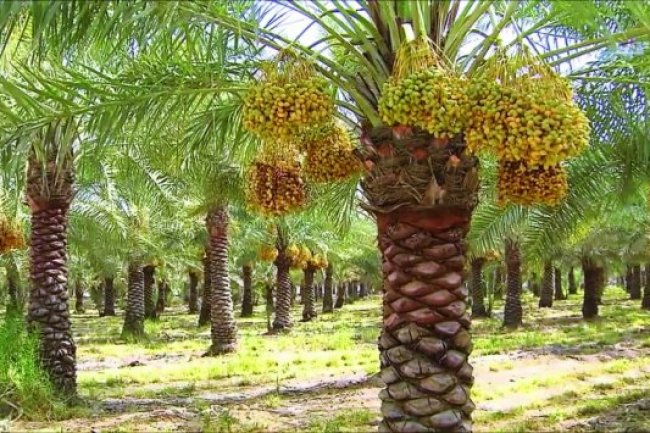 «لجنة التمور» تطرح  خريطة مناخية لمساعدة المزارعين على التعرف على الأماكن المناسبة لزراعة كل صنف  