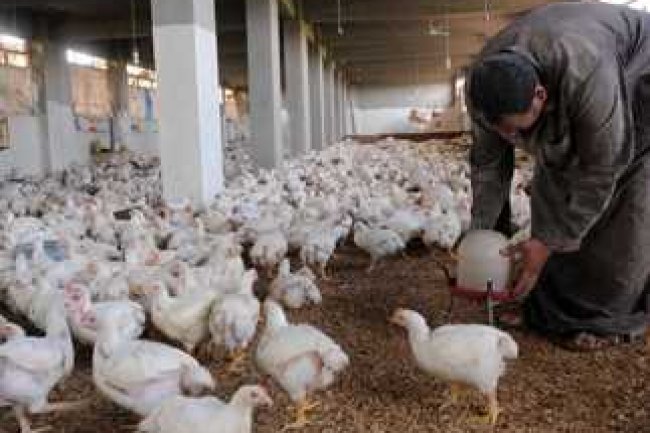   الأمين العام للغرف التجارية يتعهد بانخفاض أسعار الفراخ قبل رمضان