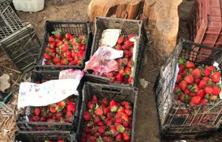 انتهاء أزمة مزارعي الفراولة بأبو زعبل 