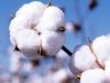البرازيل تستهدف تصدير 20٪ من احتياجات مصر من القطن 