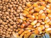 «الزراعة» : الإفراج عن 199 ألف طن من الذرة والصويا بـ96 مليون دولار